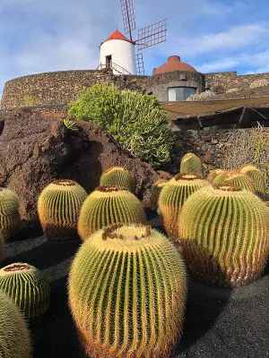 Lanzarote cactus garden with close up cactus 2