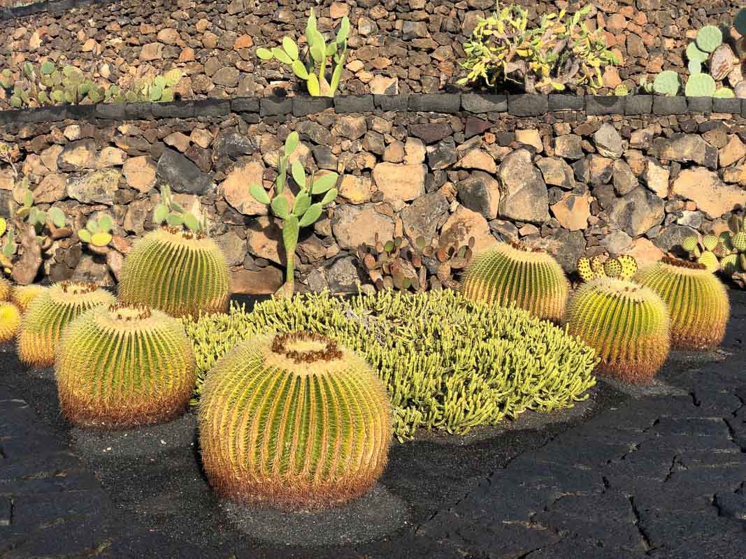 29 Best Things to do on Lanzarote That You Won't Want to Miss 34 Lanzarote cactus garden with close up cactus