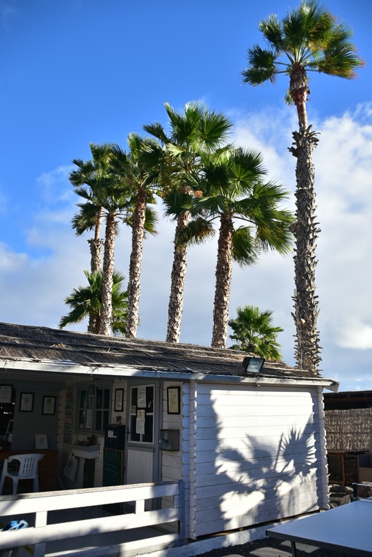 Is this the Best Place to Stay in Lanzarote? 23 lanzarote eco finca de arrieta palm trees and office