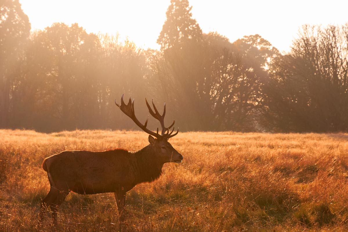 15 Best Places to see Sunsets in London from a Local 16 deer in richmond park london at sunset