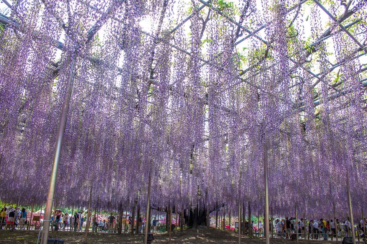35 Beautiful Japan Landmarks You Must Visit 41 Ashikaga Flower Park japan