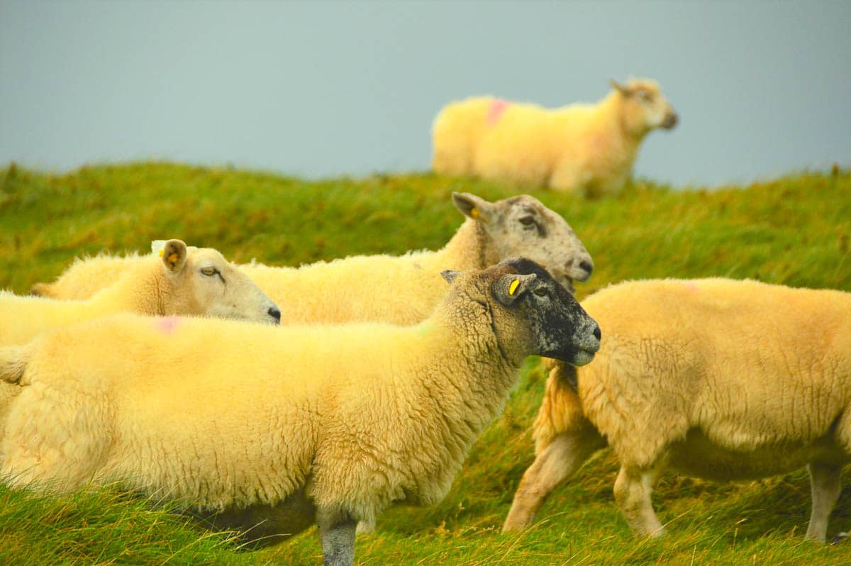 Ireland sheep Dingle most beautiful countries in europe