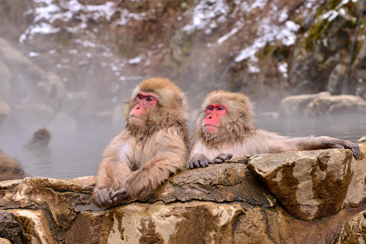 35 Beautiful Japan Landmarks You Must Visit 43 Jigokudani Monkey Park japan