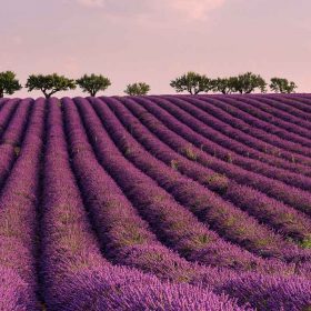 What is France Famous For? 33 French Icons (2022) 45 Lavender fields in provence france
