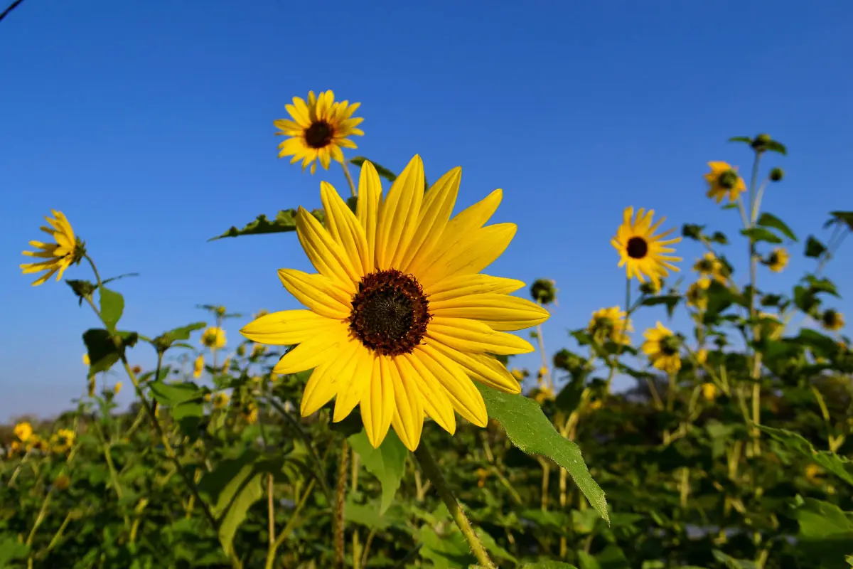 11 Terrific Texas Sunflower Fields You Ll Want To Visit In 2021