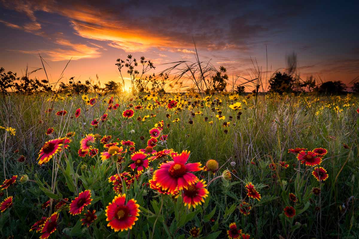 red sunflowers in a field at sunset