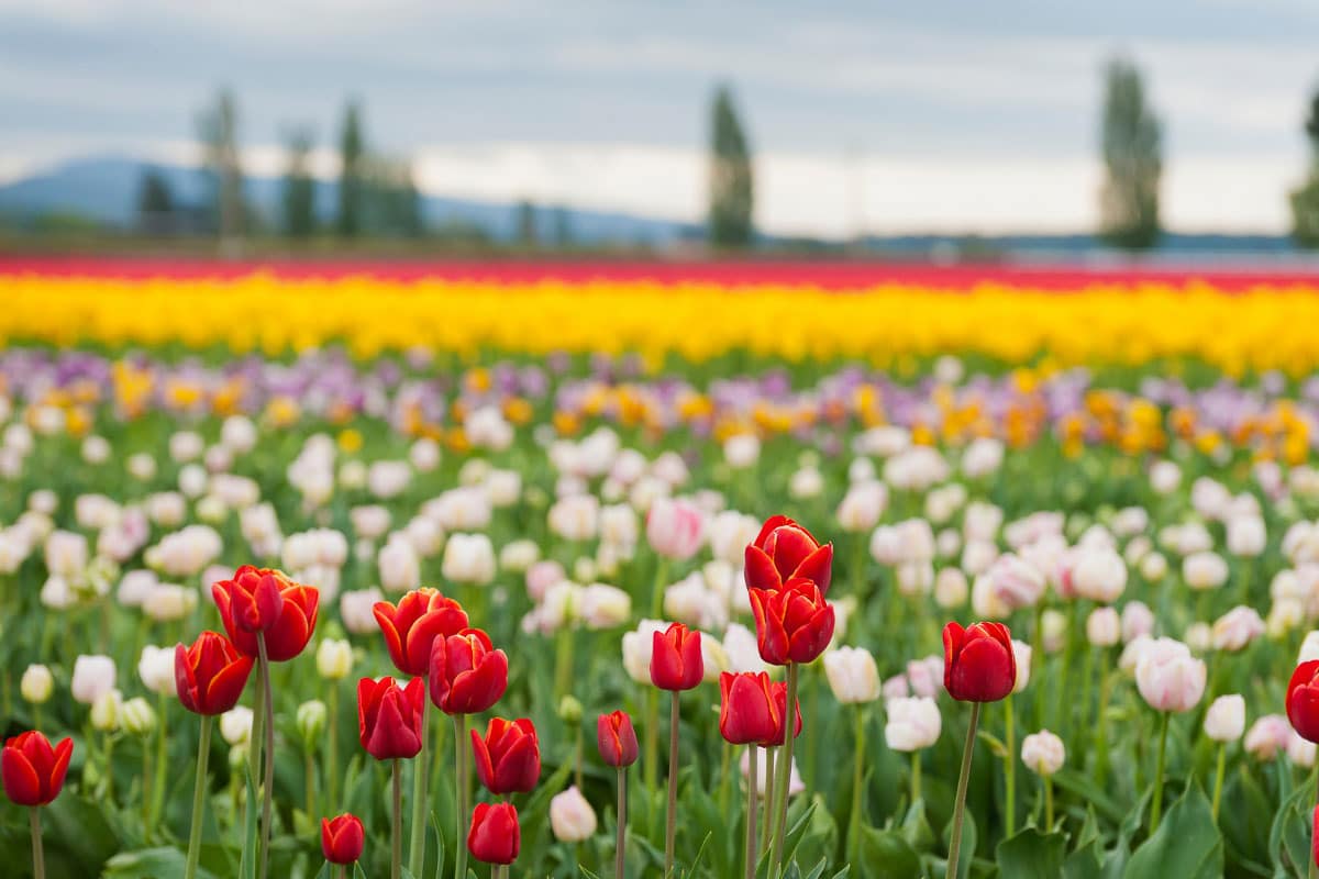 15 Most Beautiful States in the US & Why they made the list 41 skagit valley tulips washington