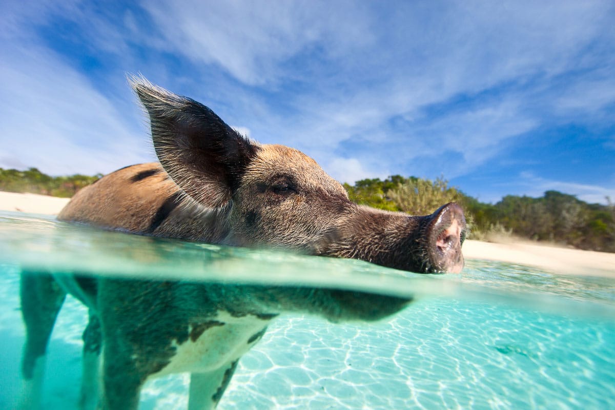 170 Bucket List Ideas for Travel Lovers to do before they Die 19 swimming pig in exuma bahamas