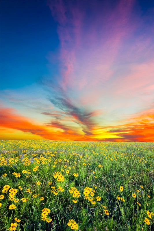 11 Terrific Texas Sunflower Fields You'll Want To Visit In 2021