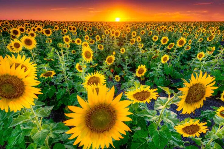 texas sunflower field with sun dropping behind