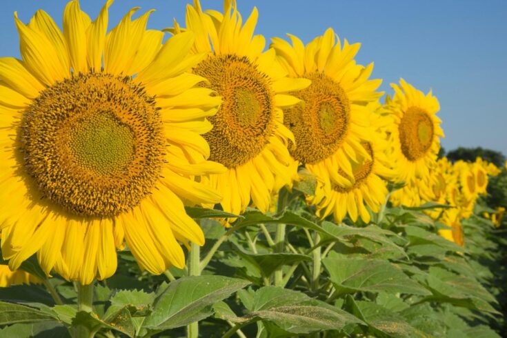 texas sunflowers in a row in a field