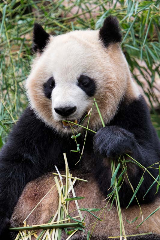 13 Breath Taking China Landmarks You Must Visit in 2022 8 Dujiangyan Panda Base china