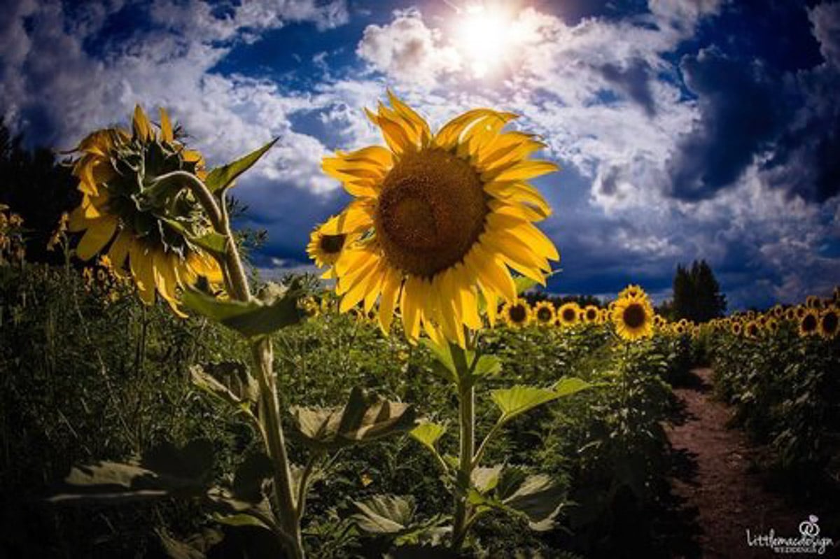 7 Stunning Sunflower Fields in Minnesota You Won't Want to Miss in 2022 10 sunflowers up close against blue sky
