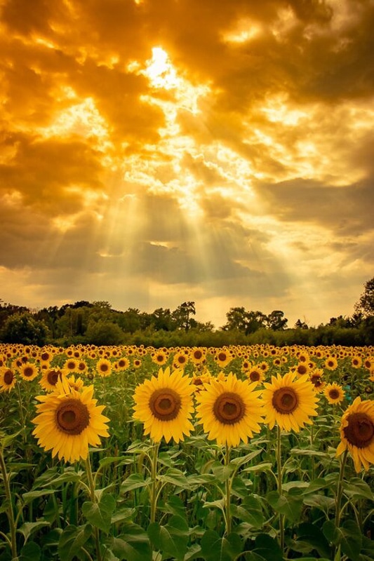7 Stunning Sunflower Fields in Minnesota You Won't Want to Miss in 2022 9 sunflower fields in minnesota under sun rays
