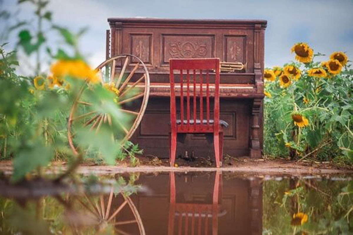 7 Stunning Sunflower Fields in Minnesota You Won't Want to Miss in 2022 8 piano and red chair in sunflowers