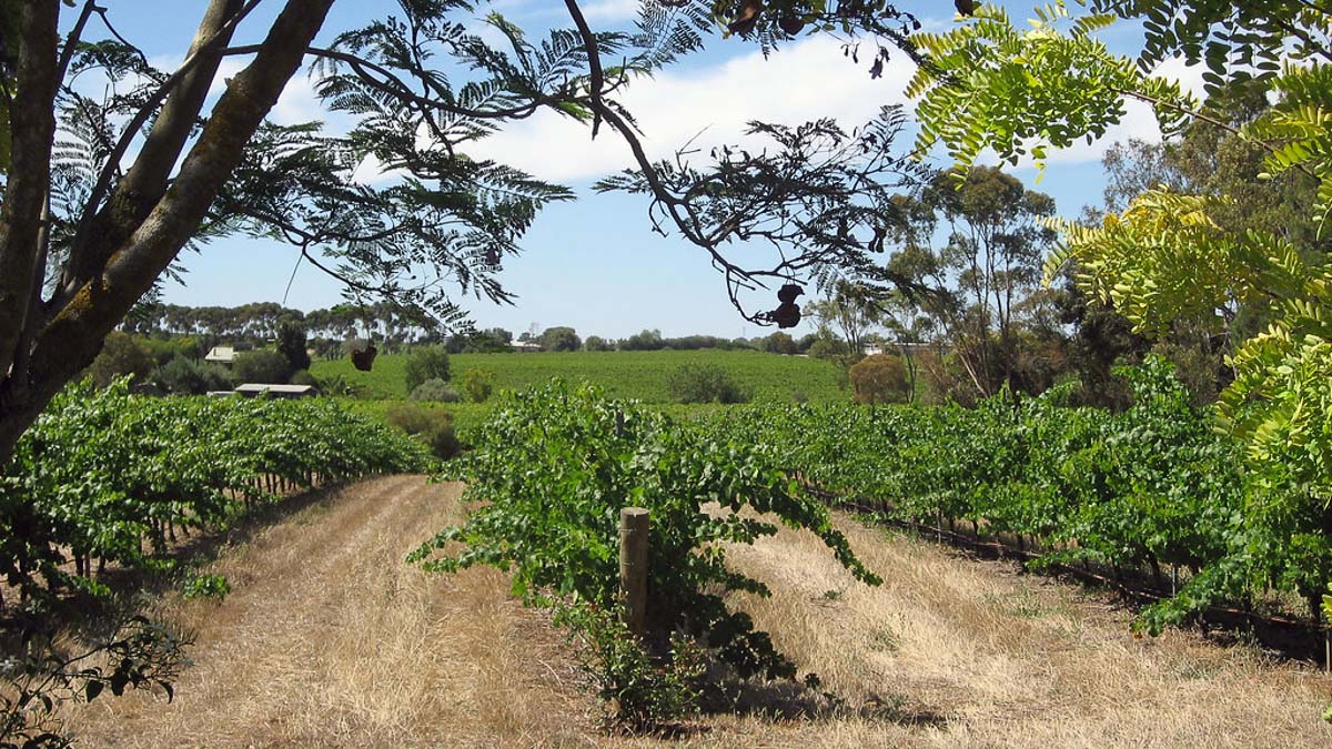 14 Sensational Wineries of Mclaren Vale (2022) you can't miss 15 fox creek winery vineyards