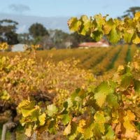 grapes of mclaren vale south australia