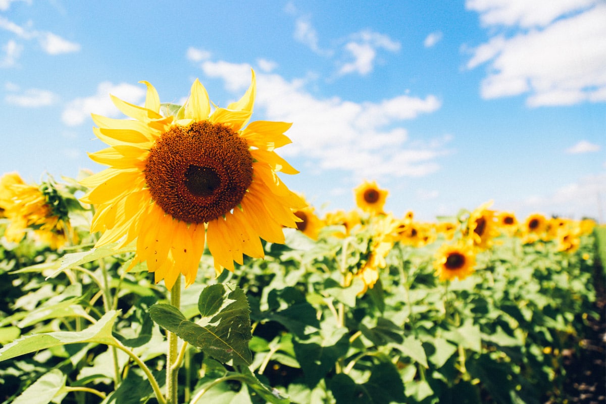 lead sunflower in minnesota field