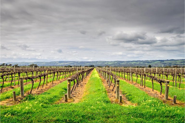 14 Sensational Wineries of Mclaren Vale you can't miss in 2021