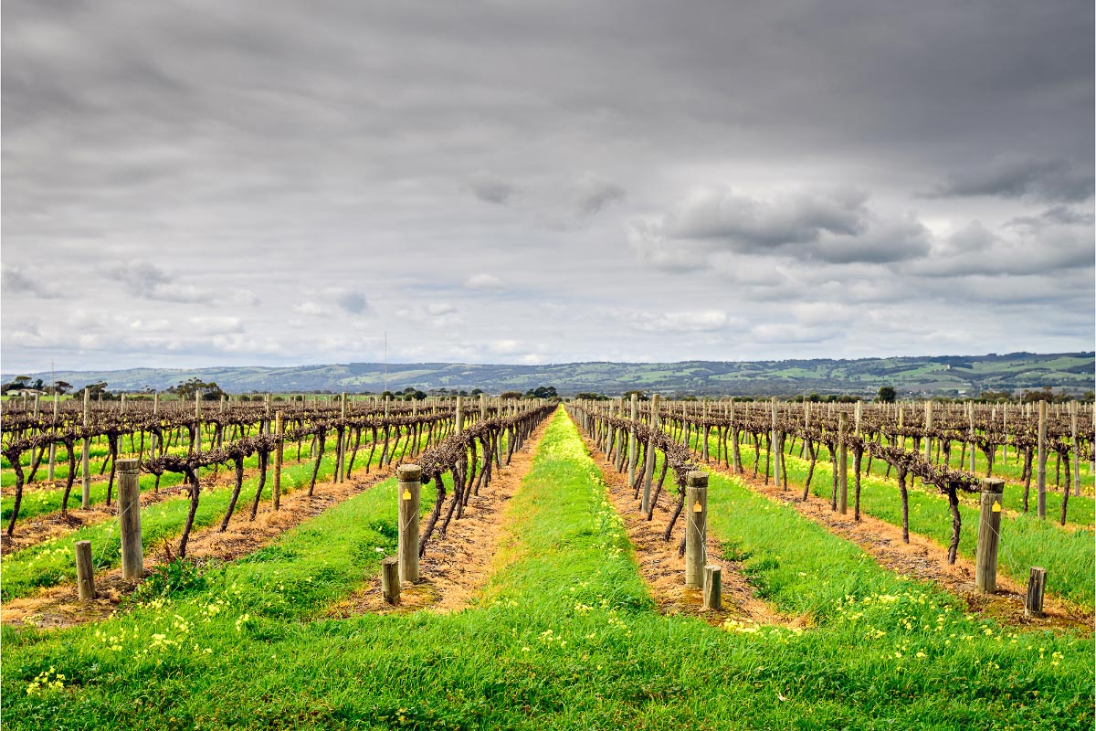 14 Sensational Wineries of Mclaren Vale (2022) you can't miss 21 mclaren vale vineyards