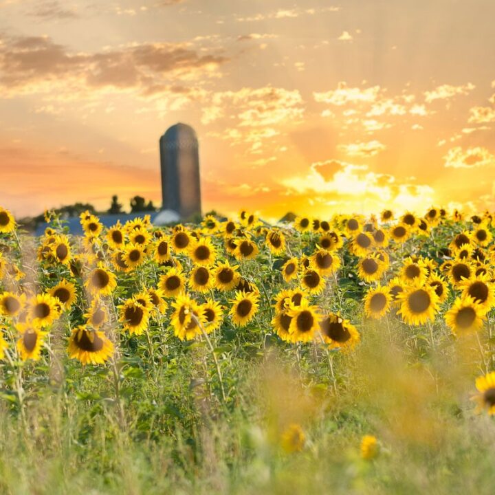 7 Stunning Sunflower Fields in Minnesota You Won't Want to Miss 2021