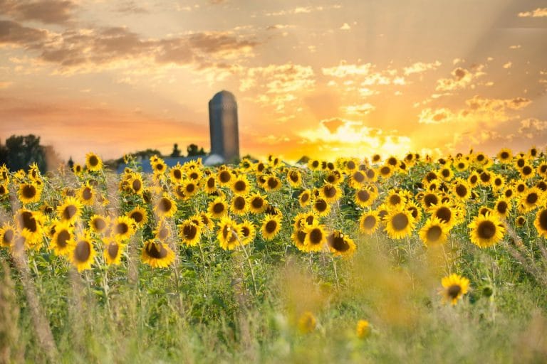 7 Best States to see Sunflower Fields (2022) in the United States I