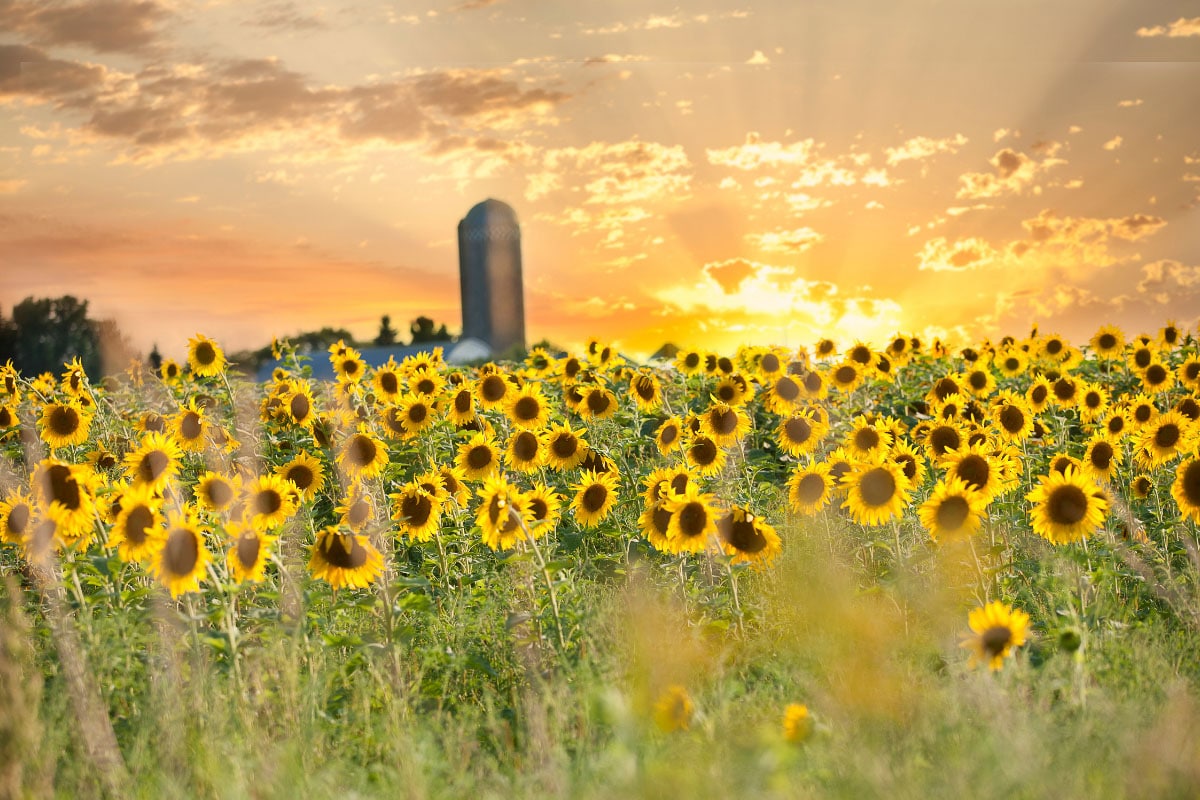 minnesota sunflower field at sunrise
