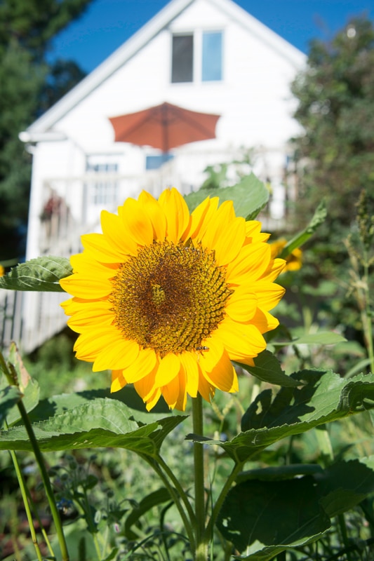 15 Stunning Sunflower Fields in New Jersey You Won't Want to Miss 11 single sunflower in front of house