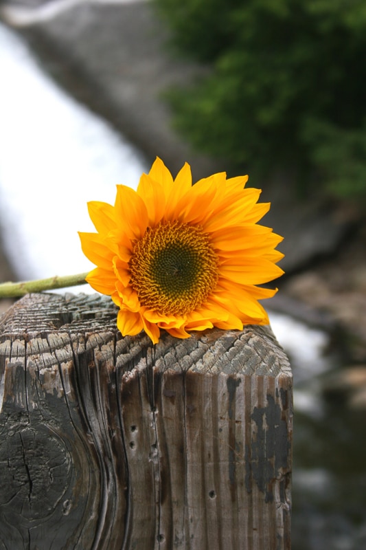 15 Stunning Sunflower Fields in New Jersey You Won't Want to Miss 10 single sunflower rests on gate