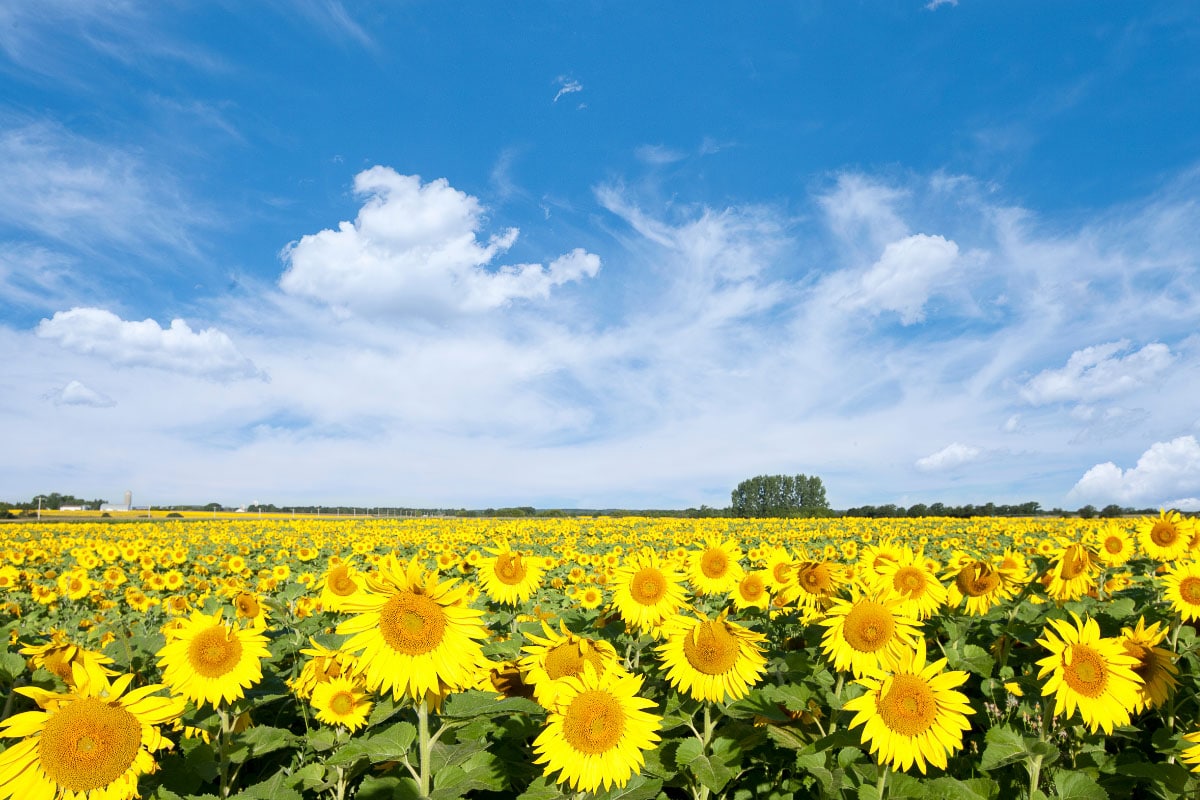 sunflower field against blue sky