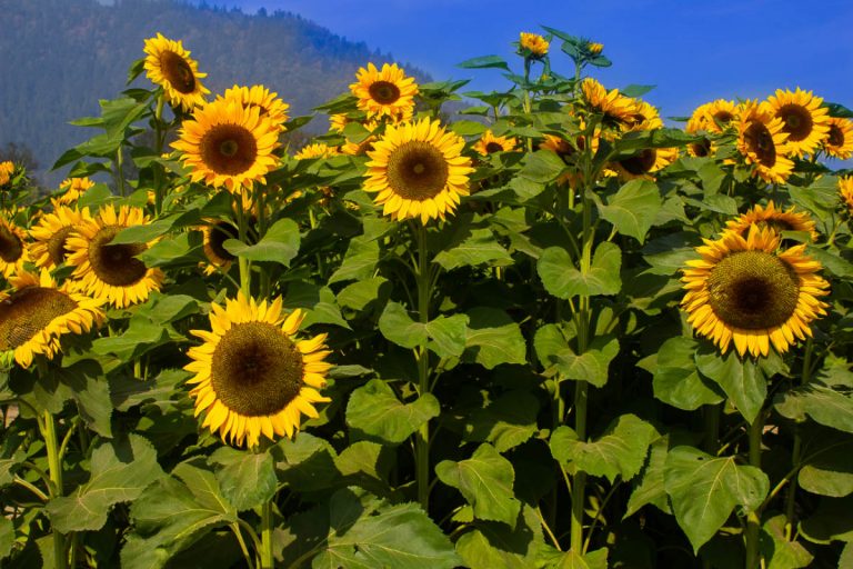 7 Sunflower Fields in Minnesota (2022) I MN Farms You Won't Want to