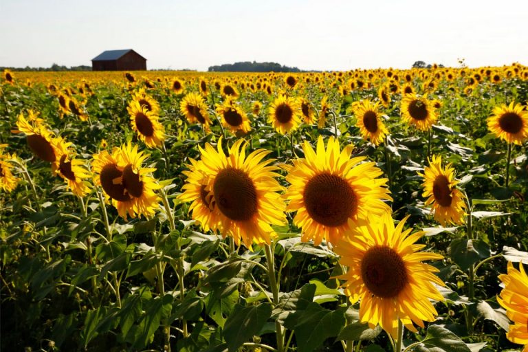 21 Best Sunflower Fields in Ohio (2022) I Farms, Mazes and More I