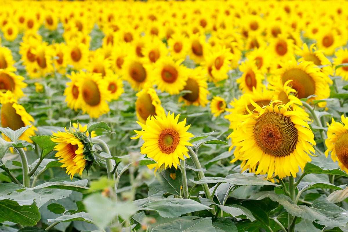 sunflower fields in ohio up close