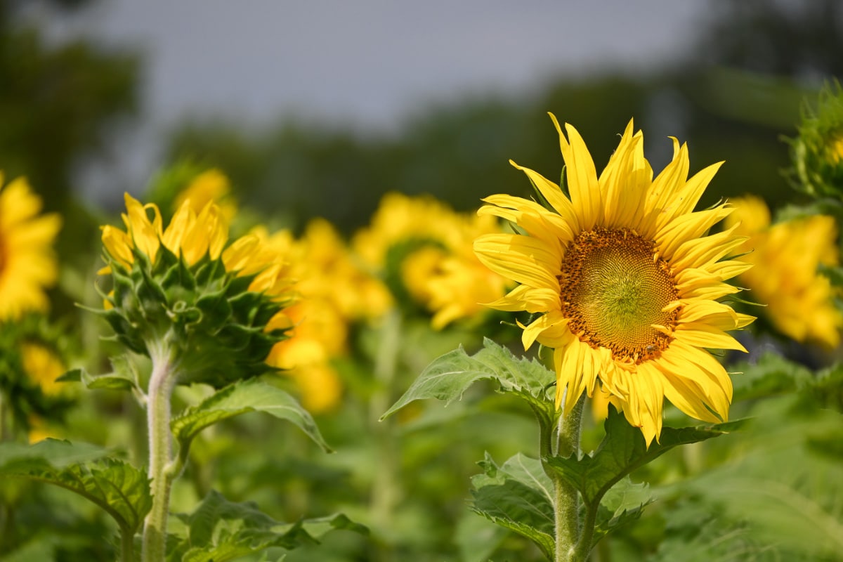 7 Stunning Sunflower Fields in Minnesota You Won't Want to Miss 2021