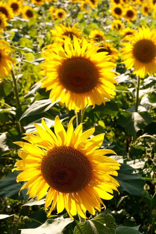 sunflowers in ohio