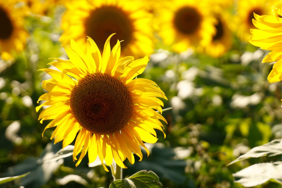 sunflowers of ohio