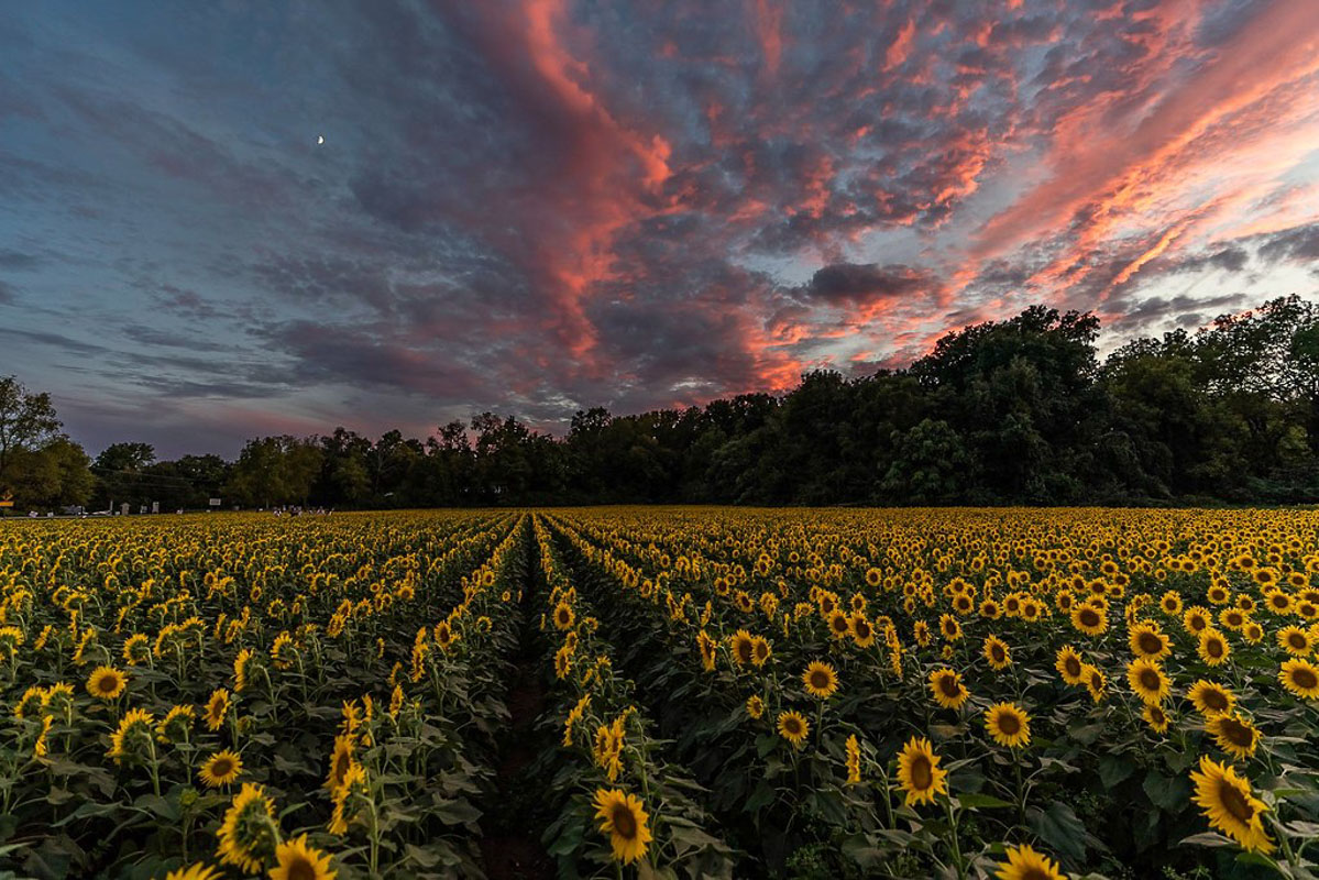 Sunflower Field Near Cincinnati Ohio at Stuart Weber blog