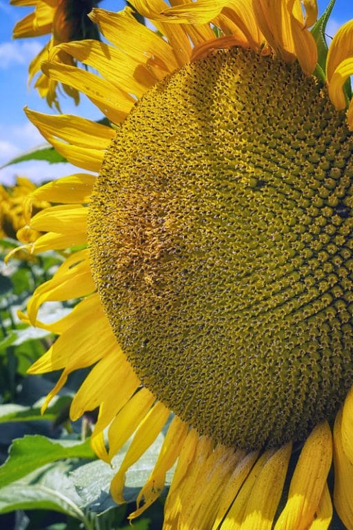 21 Best Sunflower Fields in Ohio (2022) I Farms, Mazes and More I