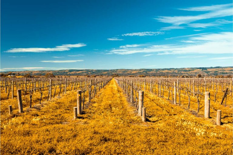 14 Sensational Wineries Of Mclaren Vale You Can T Miss In 2021   Wineries Of Mclaren Vale South Australia 768x512 