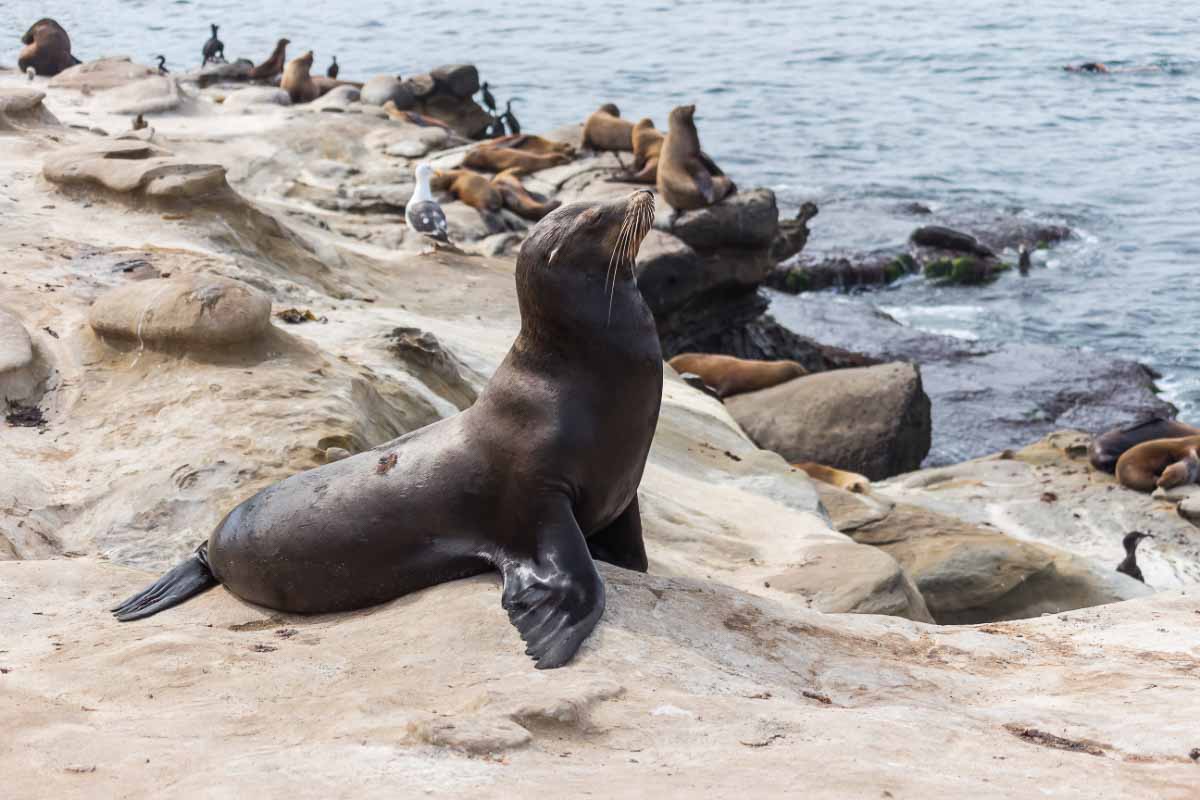 31 Famous California Landmarks (2022): How Many Have You Seen? 39 sea lion at la jolla cove san diego
