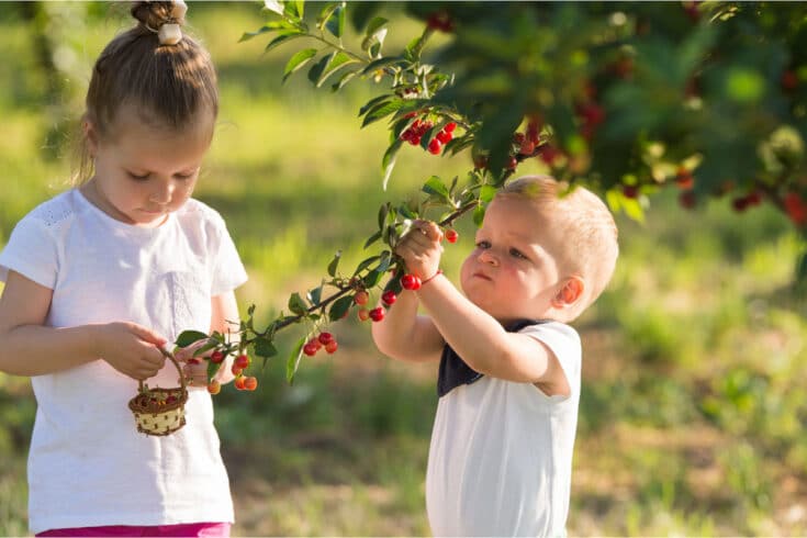 15 Best Cherry Picking in Michigan | U Pick Farms & Orchards I Boutique ...