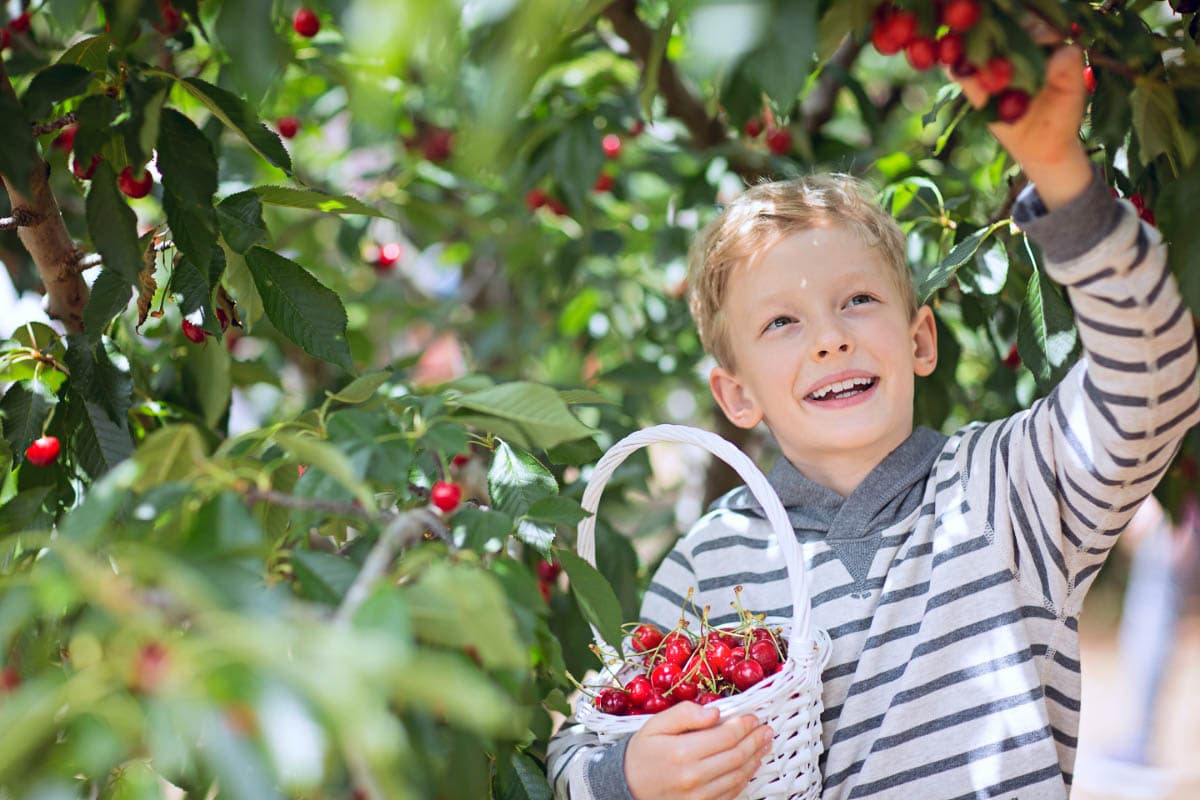 15 Best Cherry Picking in Michigan Farms (2022) U Pick and Orchards 11 boy picks cherries while carrying a basket of cherries