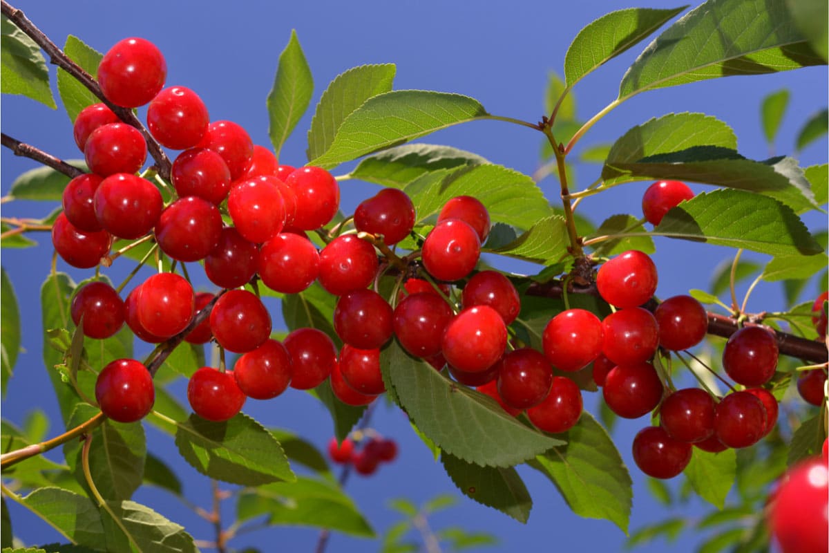 15 Best Cherry Picking in Michigan Farms (2022) U Pick and Orchards 12 cherries on a tree with a blue sky