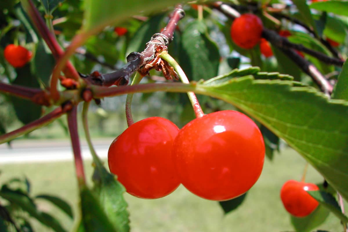 cherries up close in a tree