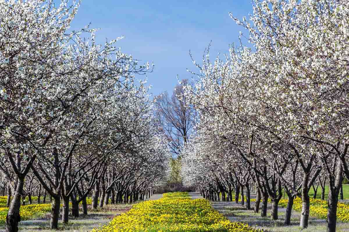 15 Best Cherry Picking in Michigan Farms (2022) U Pick and Orchards 10 cherry blossom trees in michigan