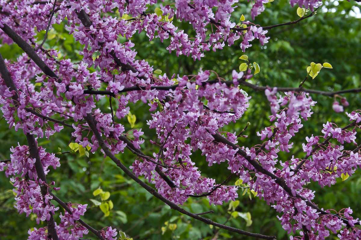 15 Best Cherry Picking in Michigan Farms (2022) U Pick and Orchards 8 cherry blossoms in michigan