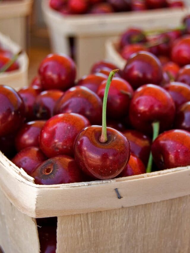 15 Best Cherry Picking in Michigan Farms and Orchards sTORY