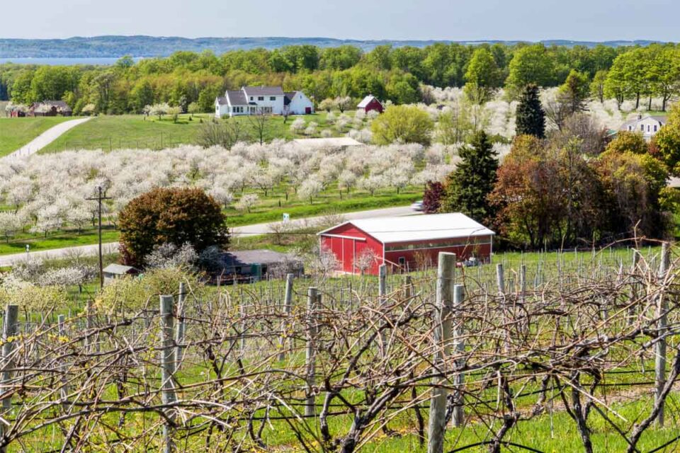 15 Best Cherry Picking in Michigan U Pick Farms & Orchards I Boutique
