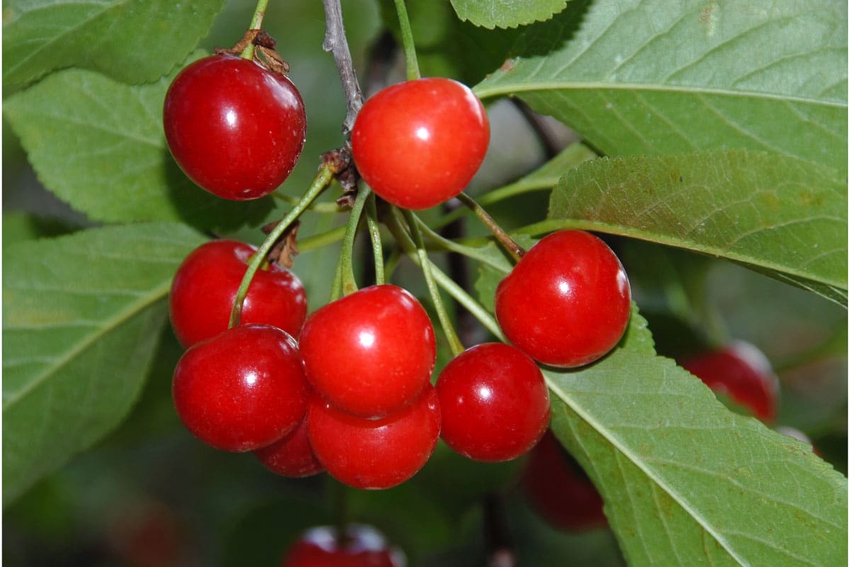 group of cherries on a tree
