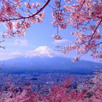 what is japan famous for cherry blossoms and mount fuji